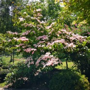 IMG_20190623_144517.jpg